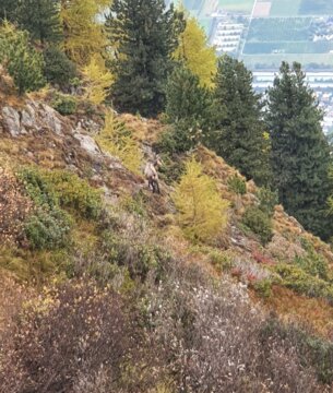 Chamois, randonnée automnale
