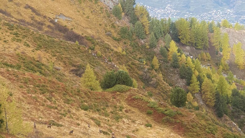 Chamois, randonnée automnale